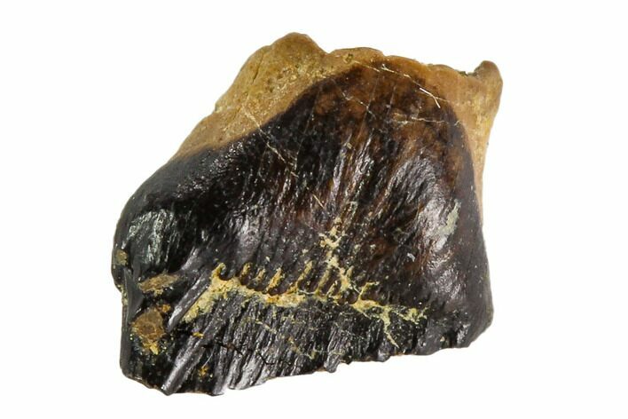 Fossil Ankylosaur Tooth - Montana #108146